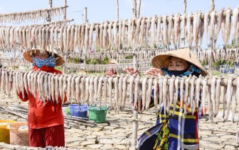 Cà Mau: Sản lượng cá khoai giảm mạnh