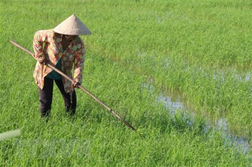 Trà Vinh hỗ trợ liên kết sản xuất, tạo đầu ra ổn định cho lúa gạo