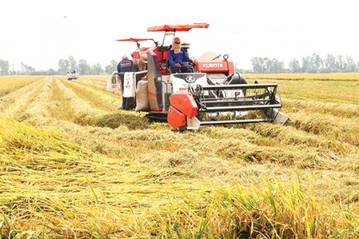 Sản xuất lúa gạo vào cuộc cạnh tranh