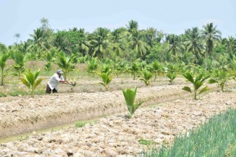 Trà Vinh: Thực hiện Nghị quyết số 03/HĐND “Đòn bẩy” trong tái cơ cấu sản xuất nông nghiệp