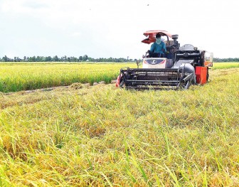 Long An: Tập trung sản xuất lúa Hè Thu 2022