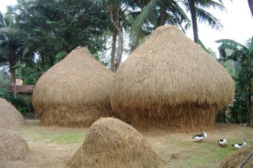 Đống rơm