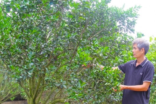 Vĩnh Long phát triển vườn cây ăn trái an toàn sinh học