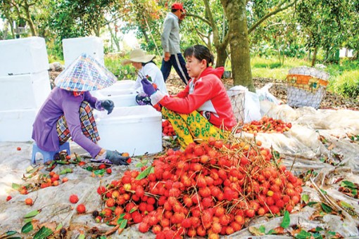 Cần Thơ: Phát triển ngành hàng trái cây còn gặp khó