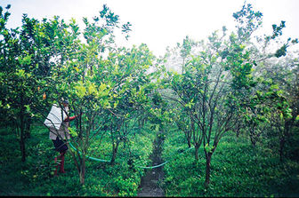 Diện tích trồng cam sành phát triển mạnh ở Vĩnh Long
