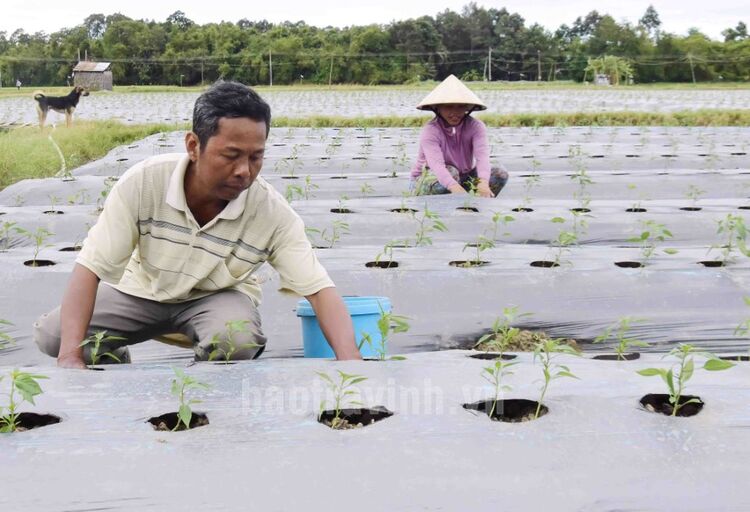Trà Vinh: Vùng đồng bào Khmer đổi thay từ các chương trình phát triển kinh tế