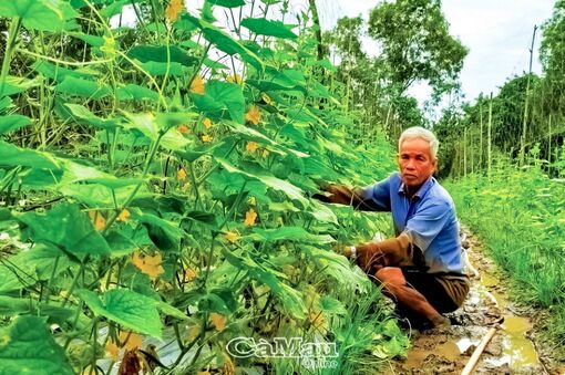 Cà Mau: Hăng say lao động ở tuổi 80