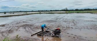 Vĩnh Long: Lúa Đông Xuân thiệt hại do mưa lớn