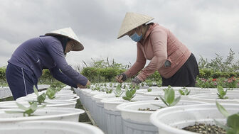 Nông dân trồng hoa Tết trong “cơn bão” giá vật tư tăng mạnh