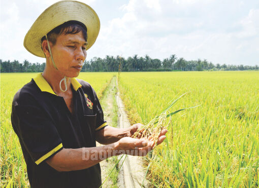 Trà Vinh: Nhiều giống lúa chất lượng cao, xuất khẩu được nông dân ưa chuộng