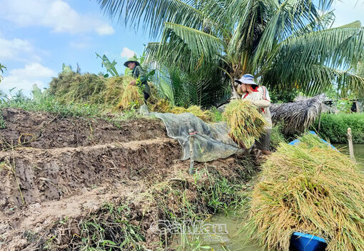 Cà Mau: Khẩn trương gỡ khó tiêu thụ lúa cho nông dân
