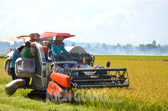 Kiên Giang sẽ có 220.000ha tham gia đề án 1 triệu hecta lúa gạo chất lượng cao