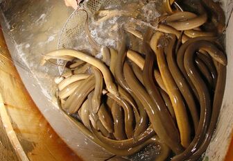 Trà Vinh: Nhân rộng mô hình nuôi lươn không bùn trong bể xi măng