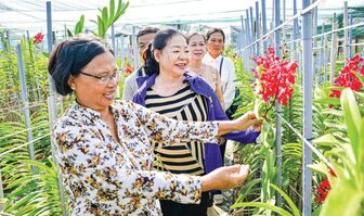 Kiên Giang: Thu tiền triệu mỗi ngày nhờ trồng lan cắt cành