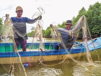Cà Mau: Giăng lưới cá úc