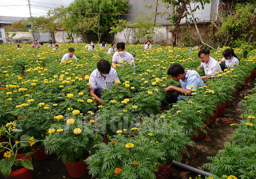 Kiên Giang: Học sinh trồng hoa bán dịp tết gây quỹ giúp bạn nghèo