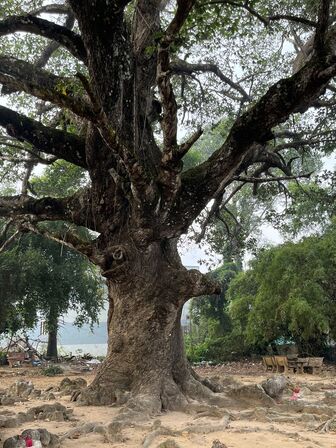 Chiêm ngưỡng cây dầu rái "siêu lạ" hàng trăm năm tuổi tại Trà Vinh
