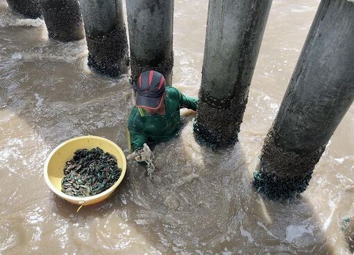 Độc đáo nghề trầm mình săn vẹm xanh khi gió thổi hướng Nam
