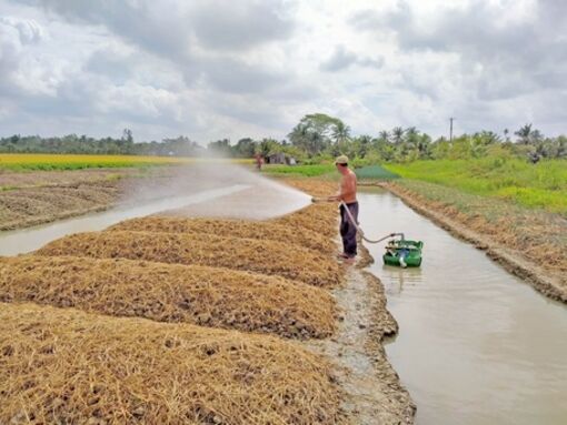 Vĩnh Long: Trồng rau màu trong mùa khô cho hiệu quả kinh tế cao hơn