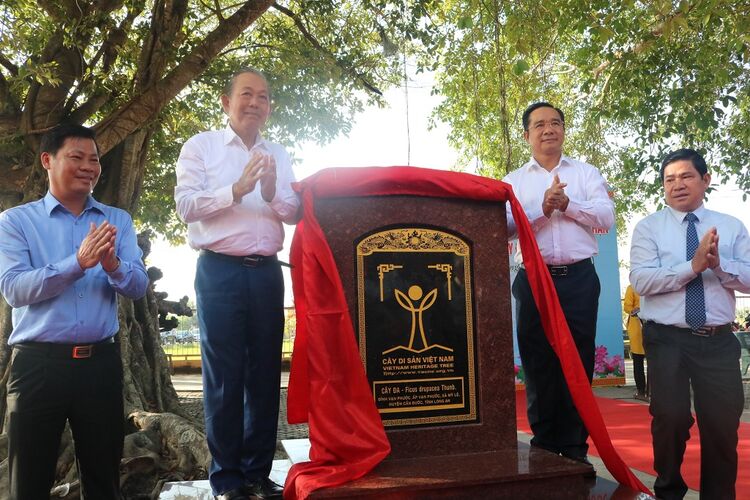 Long An: 2 cây đa tại Đình Vạn Phước được công nhận Cây di sản Việt Nam