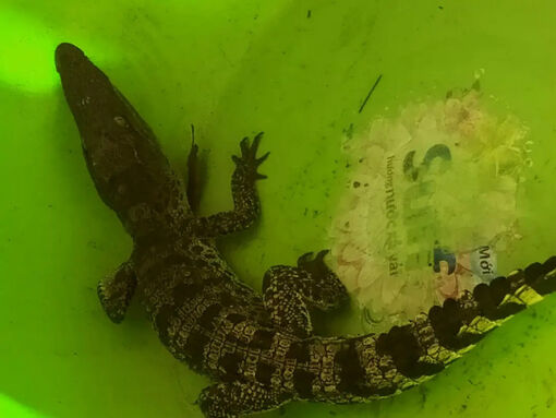 Cần Thơ: Bắt được cá sấu trong lúc làm vườn