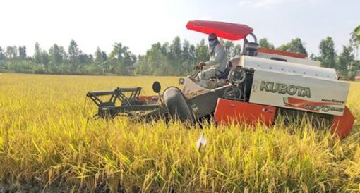 Tăng giá trị chuỗi ngành hàng lúa gạo