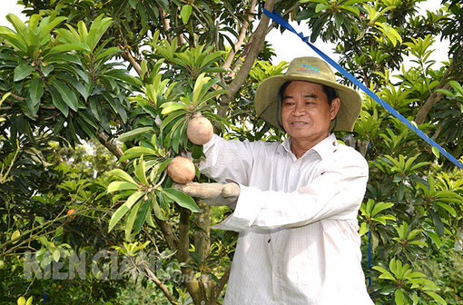 Kiên Giang: Thu tiền tỷ từ vườn cây ăn trái theo hướng an toàn