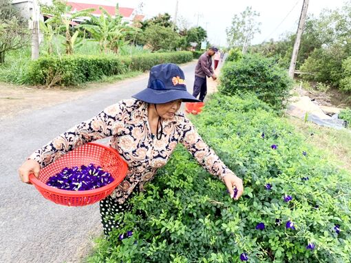 Trà Vinh: Con đường hoa đậu biếc