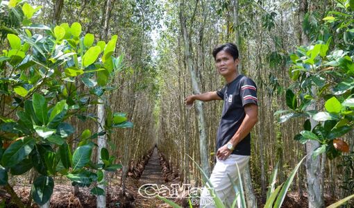 Cà Mau: Tràm rớt giá - Người trồng rừng tiến thoái lưỡng nan