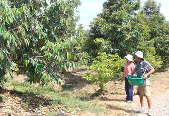Xây dựng vùng nguyên liệu cây ăn quả ở Đồng Tháp Mười