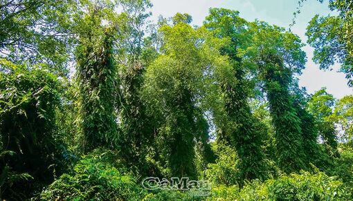 Vườn Quốc gia U Minh Hạ - Nơi bảo tồn động, thực vật quý hiếm