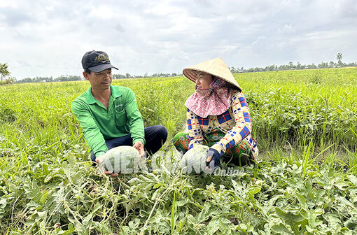Kiên Giang: Sản xuất “thuận thiên”, nông dân nâng cao thu nhập