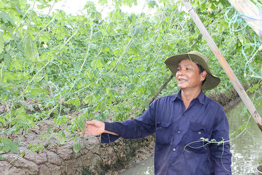 Bến Tre: Phú Nhuận chú trọng trồng rau màu