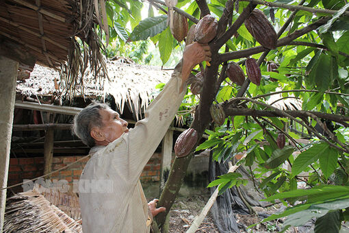 Bến Tre: Duy trì trồng cây ca cao xen trong vườn dừa