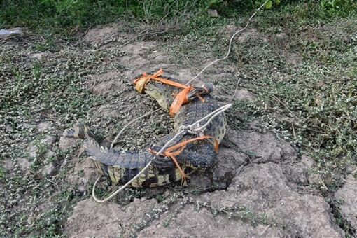 Bạc Liêu: Phát hiện một cá thể cá sấu trên kênh Quảng Lộ-Phụng Hiệp
