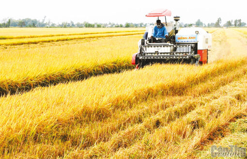 Cần Thơ: Liên kết phát triển chuỗi giá trị ngành hàng lúa gạo