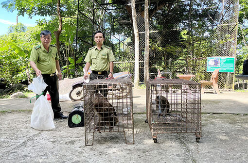 Kiên Giang: Tiếp nhận 4 cá thể động vật rừng