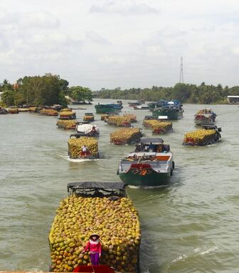 Xây dựng vườn dừa đạt tiêu chuẩn xuất khẩu