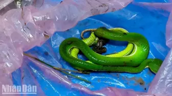 Kiên Giang: Cứu 2 người bị rắn lục đuôi đỏ cắn